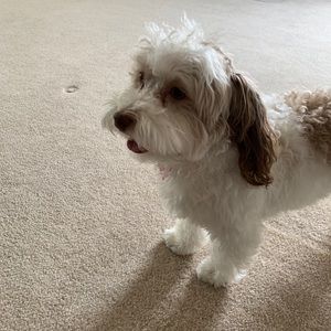 Meet your Posher, Jamie